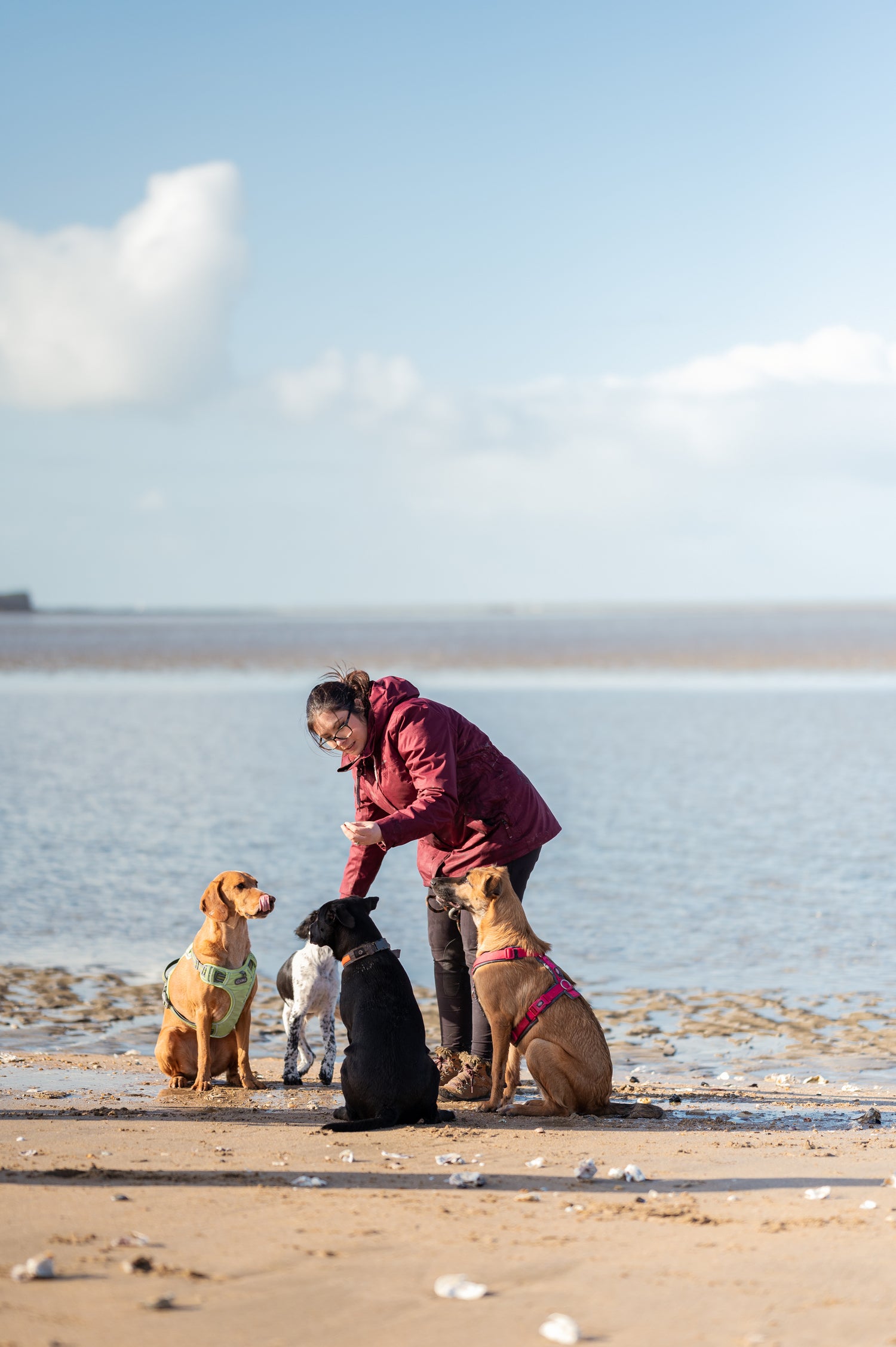 Mandy rassemble les chiots sur la plage d'aytré en Charente-Maritime